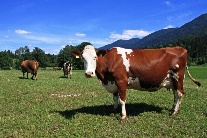 Farmhouse Soklic Bohinj Zewnętrze zdjęcie