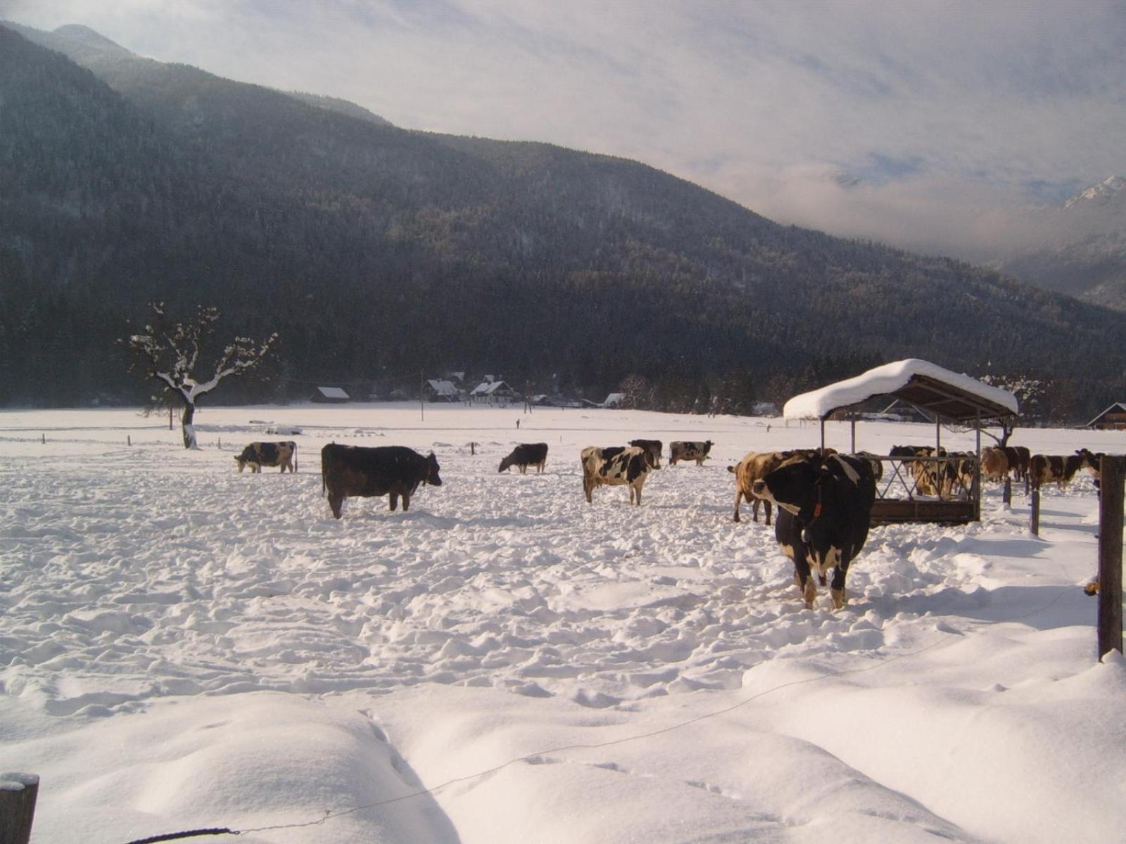 Farmhouse Soklic Bohinj Zewnętrze zdjęcie